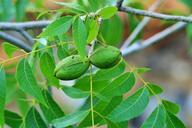 nuts-pecan-maturing-plant-natural-316146.jpg