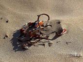 Seaweed sand beaches.jpg