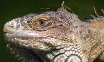 iguana-reptile-lizard-profile-face-466233.jpg