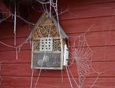 spider-webs-winter-frozen-cobwebs-1153700.jpg