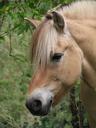 fjord-horse-norwegian-fjord-horse-1085154.jpg