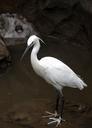 little-egret-bird-wader-fauna-638558.jpg