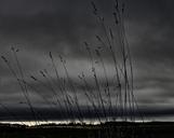 weed-plain-grey-sky-stormy-860381.jpg