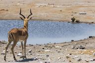 springbok-animal-lion-water-hole-1118895.jpg