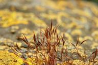 moose-weave-macro-rock-vegetation-720683.jpg