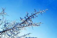 nice-winter-day-tree-trees-macro-163832.jpg