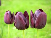 tulip-spring-flower-blossom-629497.jpg