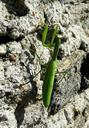 praying-mantis-mantodea-close-1286929.jpg