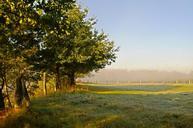 meadow-grass-nature-trees-morning-595123.jpg