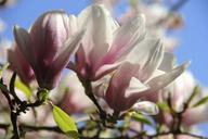 magnolia-tulip-magnolia-flowers-109322.jpg