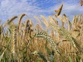 agriculture-bread-cereals-close-up-87910.jpg