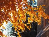 autumn-leaves-autumn-leaf-1022204.jpg