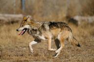 wolf-mexican-wolf-62894.jpg