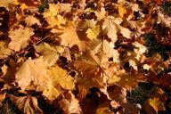 park-forest-autumn-tree-foliage-425878.jpg