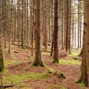 forest-wood-light-auvergne-france-631621.jpg