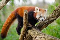 Red Panda (24934714902).jpg