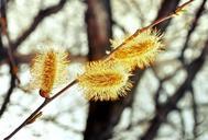 willow-flowers-easter-spring-164420.jpg