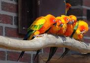 parrots-aras-colorful-color-birds-712291.jpg