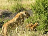 lion-nature-wildlife-africa-family-386155.jpg