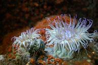 aquarium-reef-anemone-sea-ocean-427939.jpg