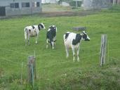 cow-cattle-holstein-dairy-cattle-952853.jpg