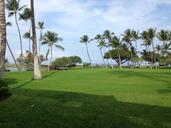 lawn-palm-trees-landscapes-island-358694.jpg