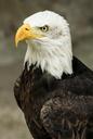 bald-eagle-bird-predator-feathered-142685.jpg