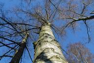 birch-tree-nature-autumn-landscape-545226.jpg