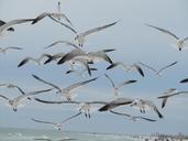 seagulls-birds-flying-blue-sky-287245.jpg