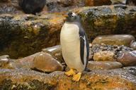 penguins-zoo-antarctica-1286037.jpg