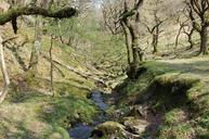 woodland-trees-stream-deciduous-958106.jpg