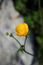 buttercup-yellow-macro-1573390.jpg