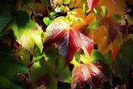 autumn-leaves-golden-autumn-vine-466059.jpg