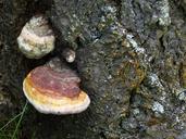 fungus-mushroom-fungi-tree-53679.jpg