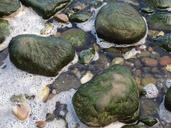 sea-stones-seaweed-rock-green-553916.jpg