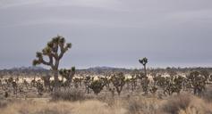 Joshua_trees_along_Park_Boulevard.jpg