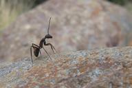 ant-insects-nature-macro-697329.jpg