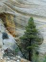 Cliff near the checkerboard Mesa region of Zion national park.jpg