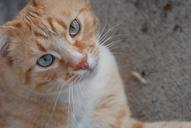 cat-pet-orange-tabby-domestic-302286.jpg