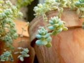 succulents-green-garden-botanical-192291.jpg