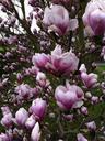 tree-magnolia-pink-flowers-647448.jpg