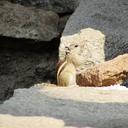 squirrel-eating-hampi-india-animal-287736.jpg