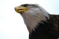 bald-eagle-usa-america-symbolic-163211.jpg