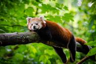 Red Panda (29744988625).jpg