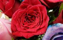 red-rose-rose-love-flower-red-1084328.jpg