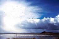 Flock of waterfowl birds on lake and in air.jpg