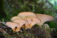 fungus-callampa-mushrooms-autumn-715054.jpg