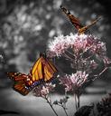 monarch-butterfly-forest-flower-573509.jpg