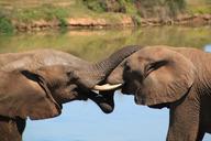 elephant-african-bush-elephant-241620.jpg