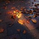 lighting-autumn-pavement-colors-746074.jpg